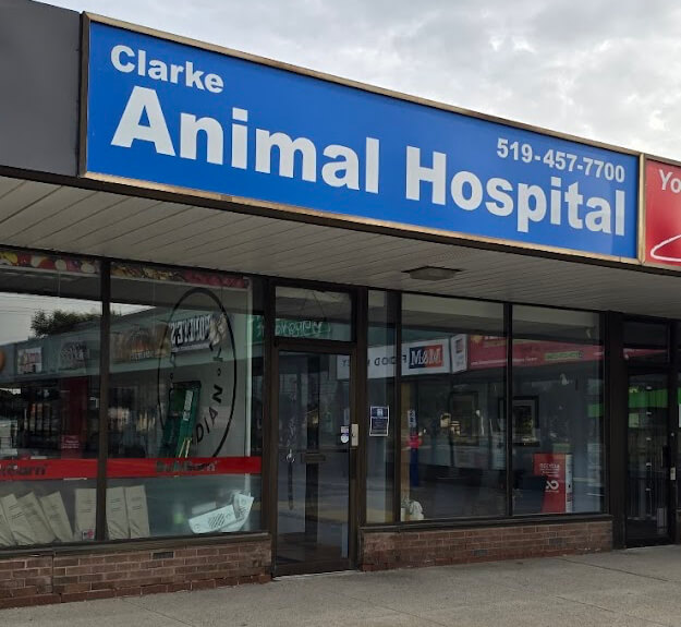 London, ON  Veterinarian