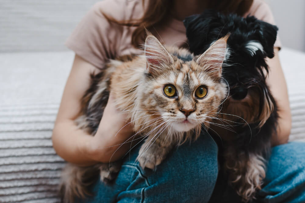 Veterinary Clinic in London