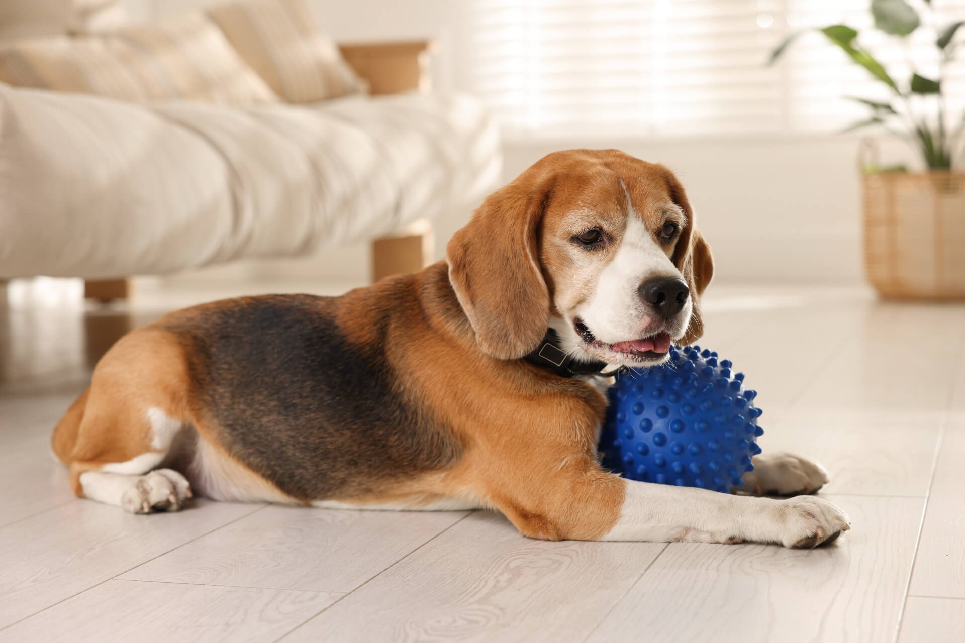 Veterinary hospital in London Mobile Slider